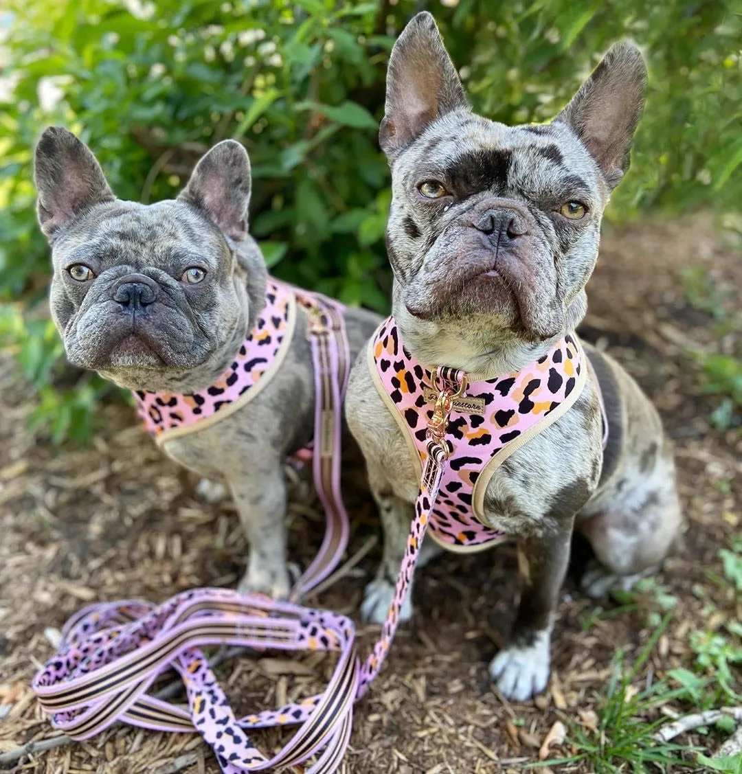 Frenchiestore Reversible Dog Health Harness | Wild One