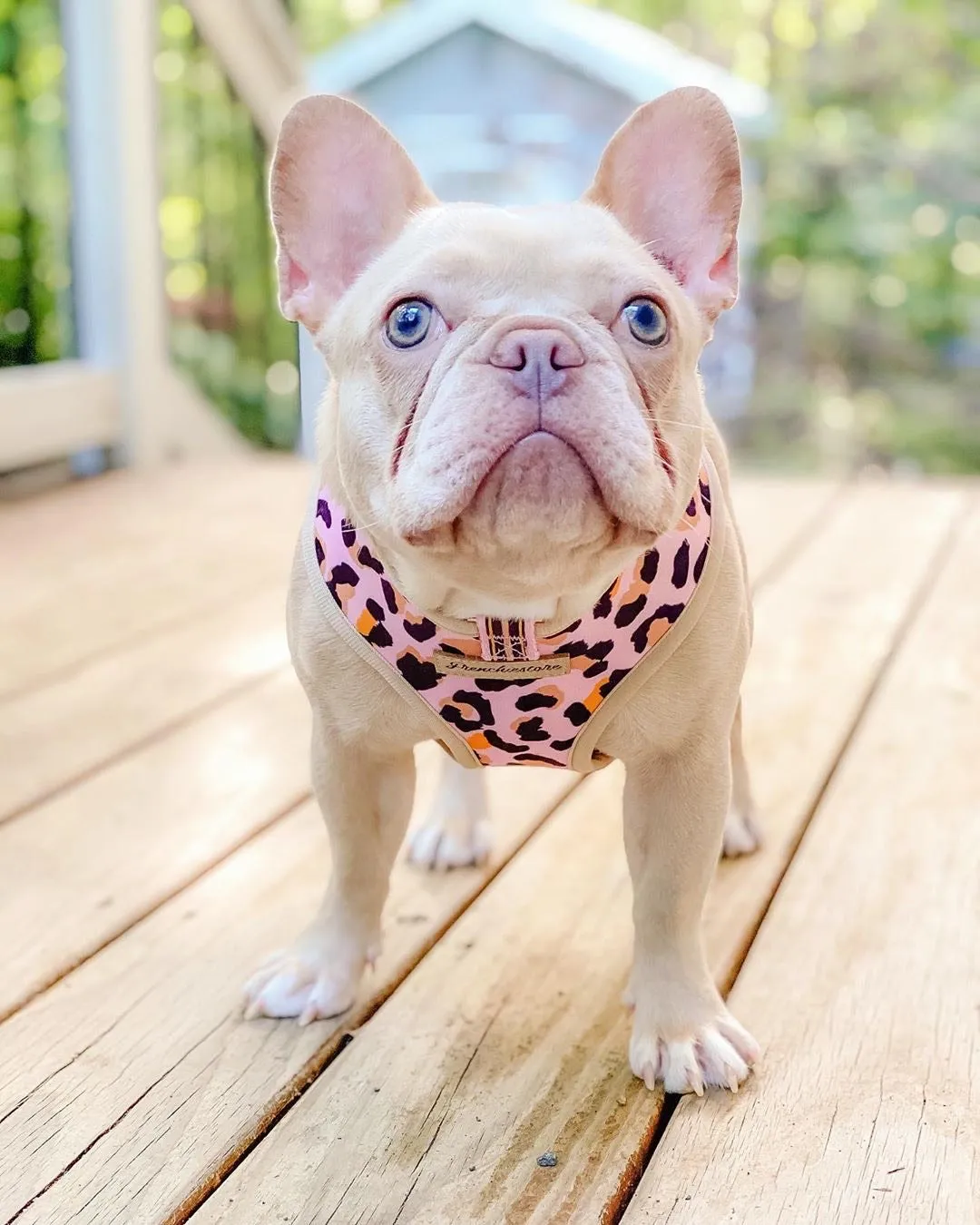 Frenchiestore Reversible Dog Health Harness | Wild One